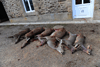 dsc_0043.jpg