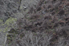 dsc_0009.jpg