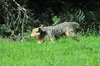 dsc_0006.jpg