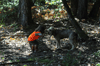 dsc_0004.jpg