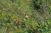 dsc_0009.jpg