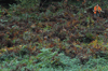 dsc_0006.jpg