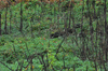 dsc_0009.jpg