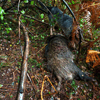 dsc_0002.jpg