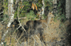 dsc_0005.jpg