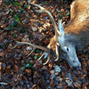 dsc_0025.jpg