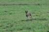 dsc_0010.jpg