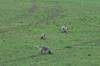 dsc_0009.jpg
