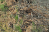 dsc_0015.jpg