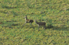dsc_0021.jpg