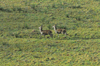 dsc_0028.jpg