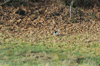 dsc_0036.jpg