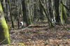 dsc_0029.jpg