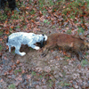 dsc_0003.jpg