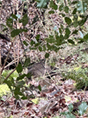 dsc_0009.jpg
