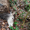dsc_0031.jpg