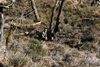 dsc_0005.jpg