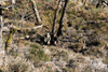 dsc_0006.jpg