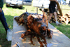 dsc_0069.jpg