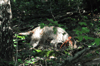 dsc_0005.jpg