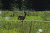 dsc_0008.jpg