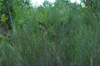 dsc_0012.jpg