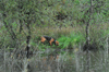 dsc_0008.jpg