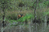 dsc_0009.jpg