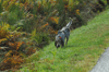 dsc_0013.jpg