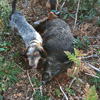 dsc_0036.jpg