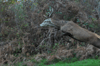 dsc_0008.jpg