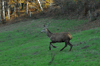 dsc_0011.jpg