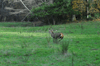 dsc_0013.jpg