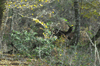 dsc_0033.jpg