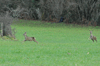 dsc_0006.jpg