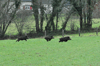 dsc_0017.jpg