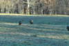 dsc_0006.jpg