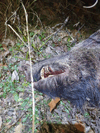 dsc_0035.jpg