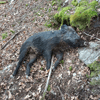 dsc_0017.jpg