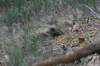 dsc_0051.jpg