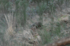 dsc_0052.jpg