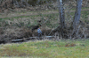 dsc_0037.jpg
