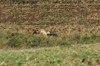 dsc_0050.jpg