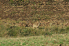 dsc_0051.jpg