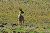 dsc_0056.jpg