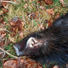 dsc_0007.jpg