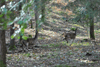 dsc_0009.jpg