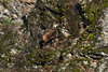 dsc_0004.jpg
